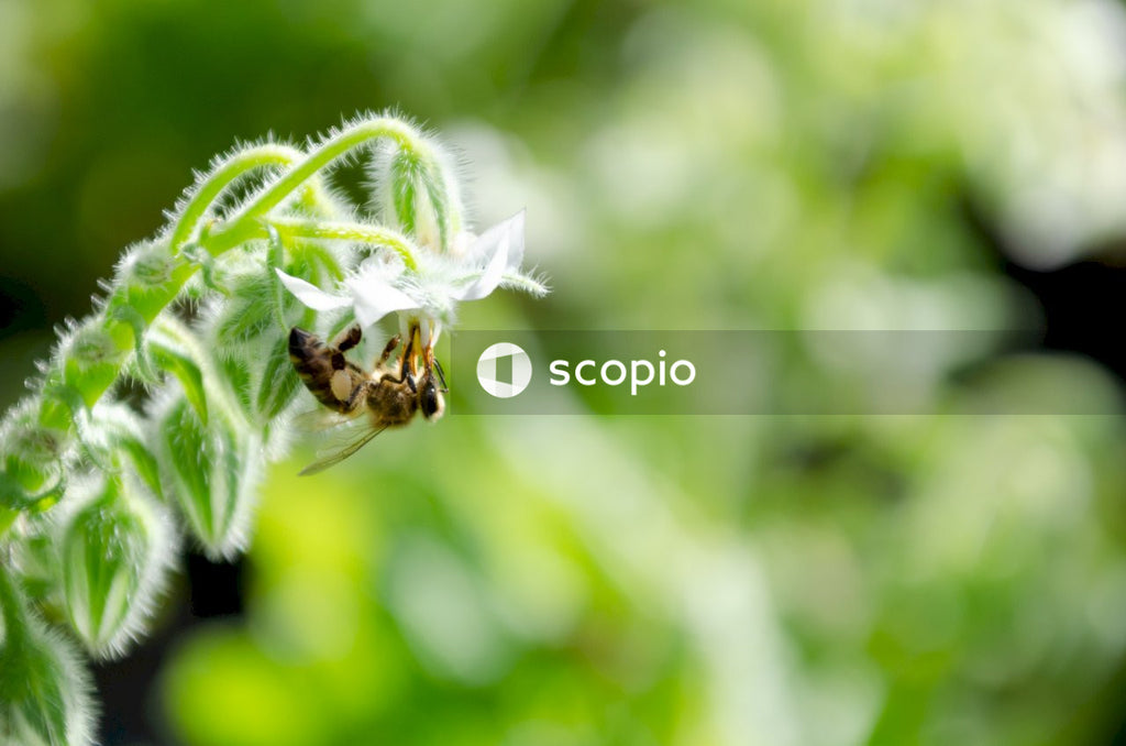 Brown and black bee on green plant