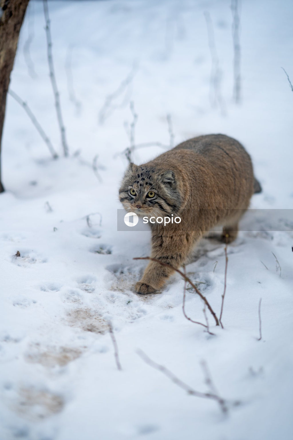Brown and black cat on snow covered ground