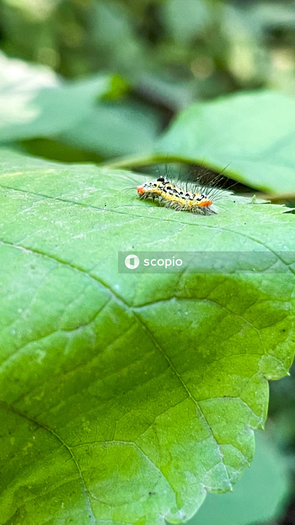 Brown and black caterpillar on green leaf