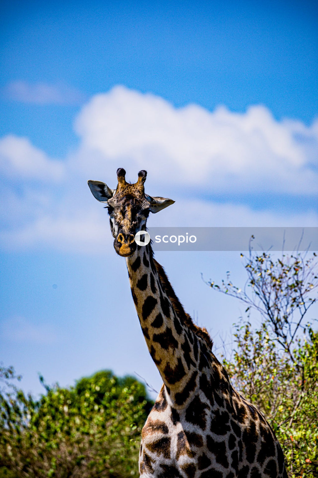 Brown and black giraffe on green grass field under blue and white cloudy sky