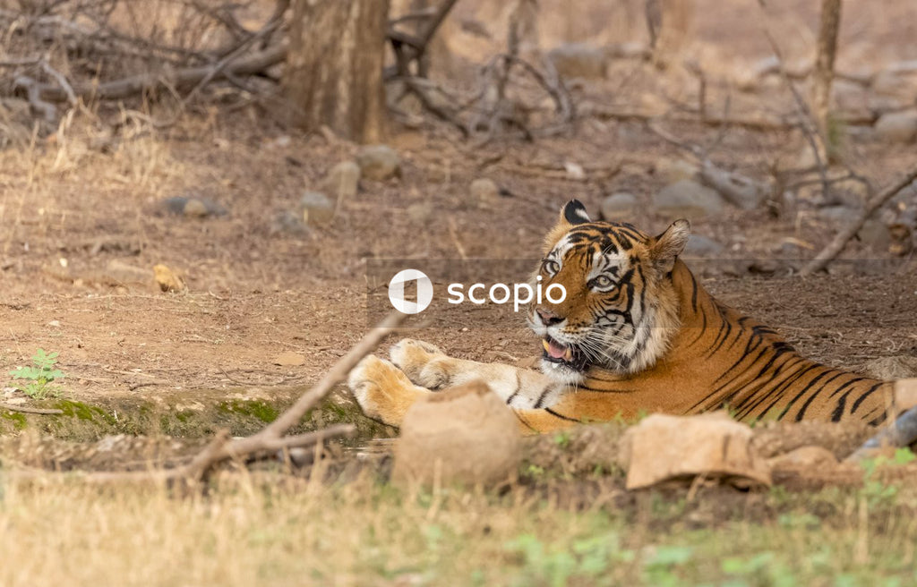 Brown and black tiger lying on brown grass