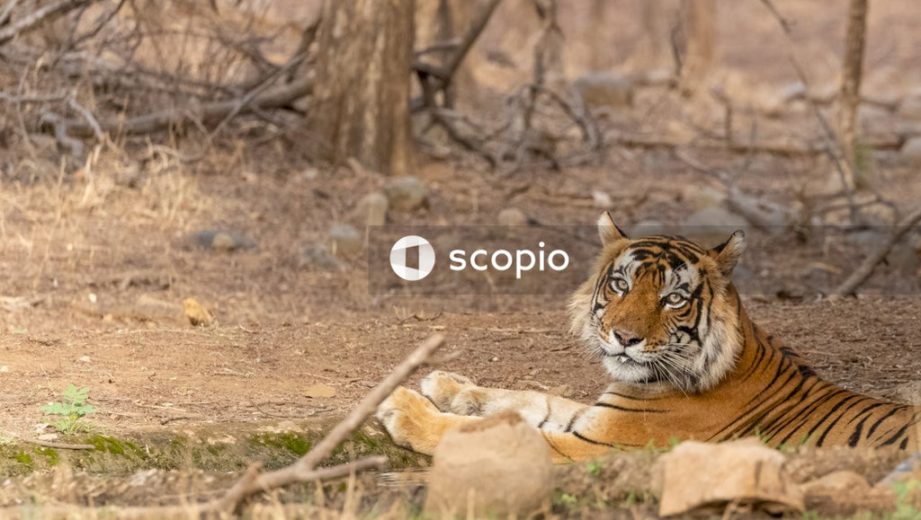 Brown and black tiger lying on brown ground