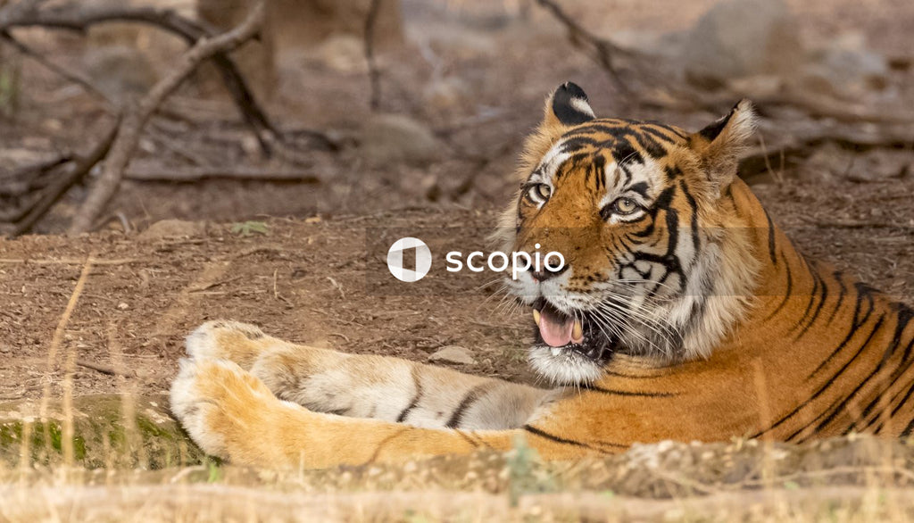 Brown and black tiger lying on brown ground