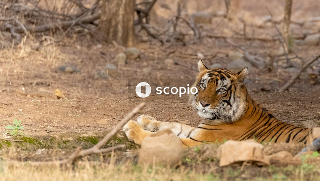 Brown and black tiger lying on brown ground