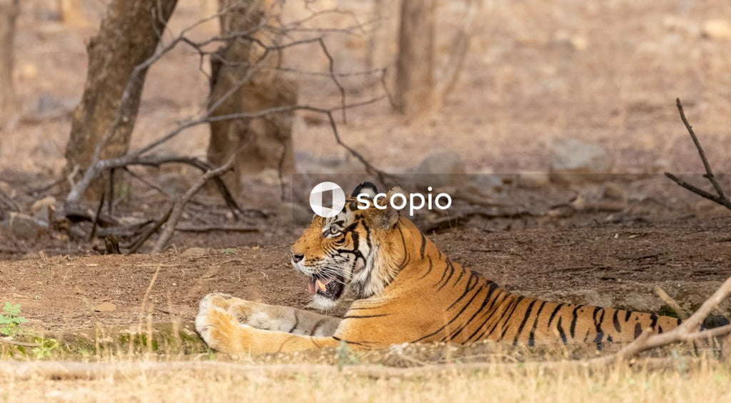 Brown and black tiger lying on ground