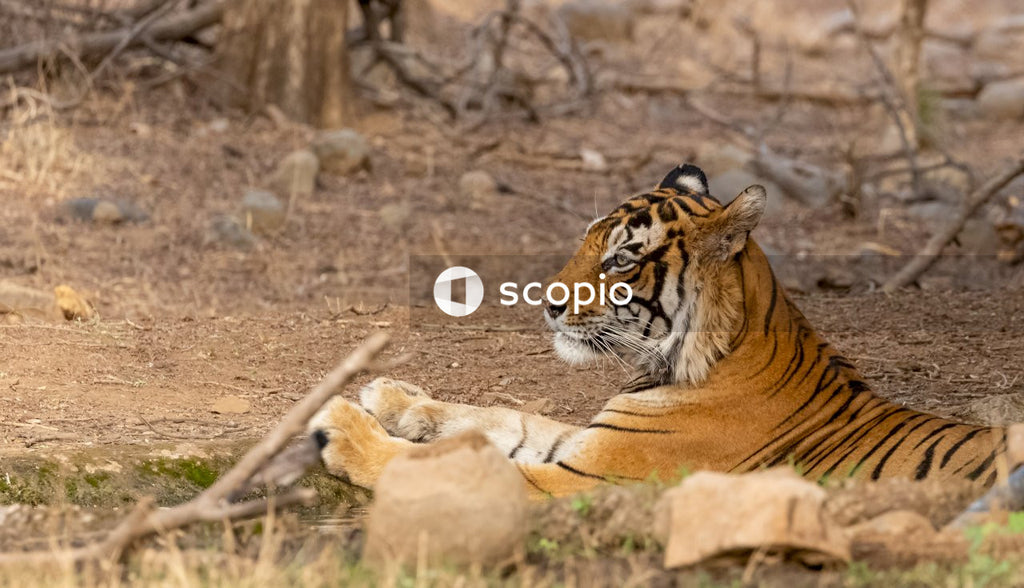 Brown and black tiger on brown ground