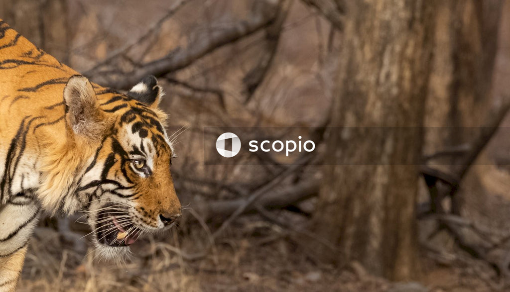 Brown and black tiger on forest