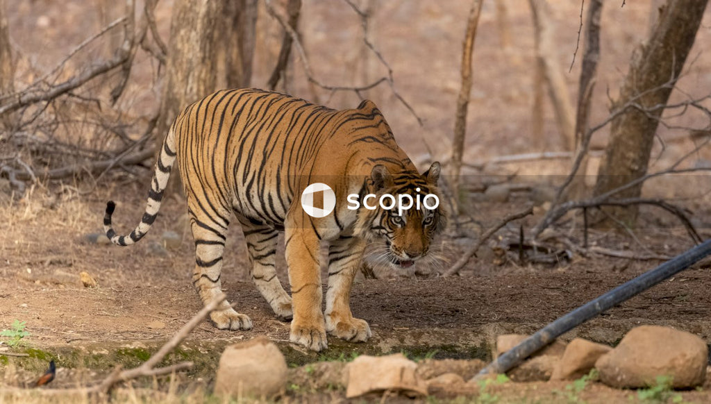 Brown and black tiger walking on brown soil