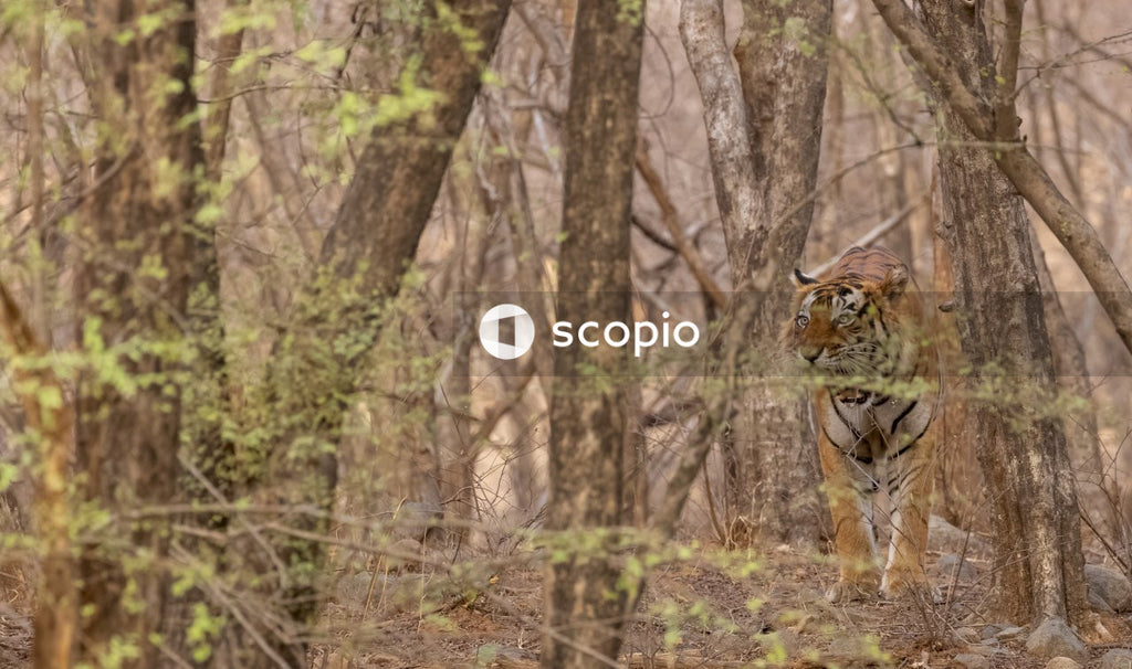 Brown and black tiger walking on forest