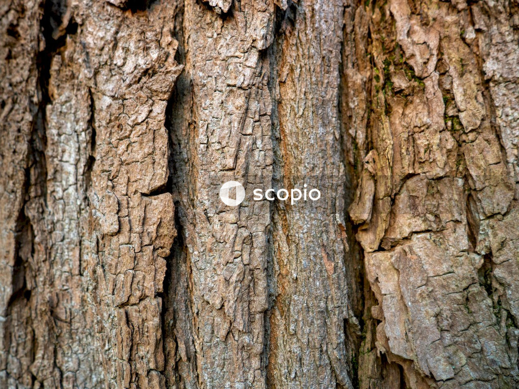 Brown and black tree trunk