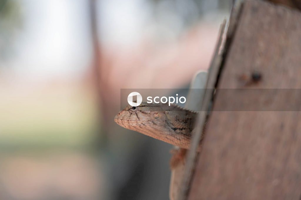 Brown and gray lizard on brown wooden post