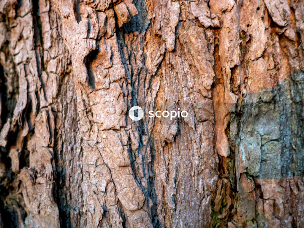 Brown and gray tree trunk
