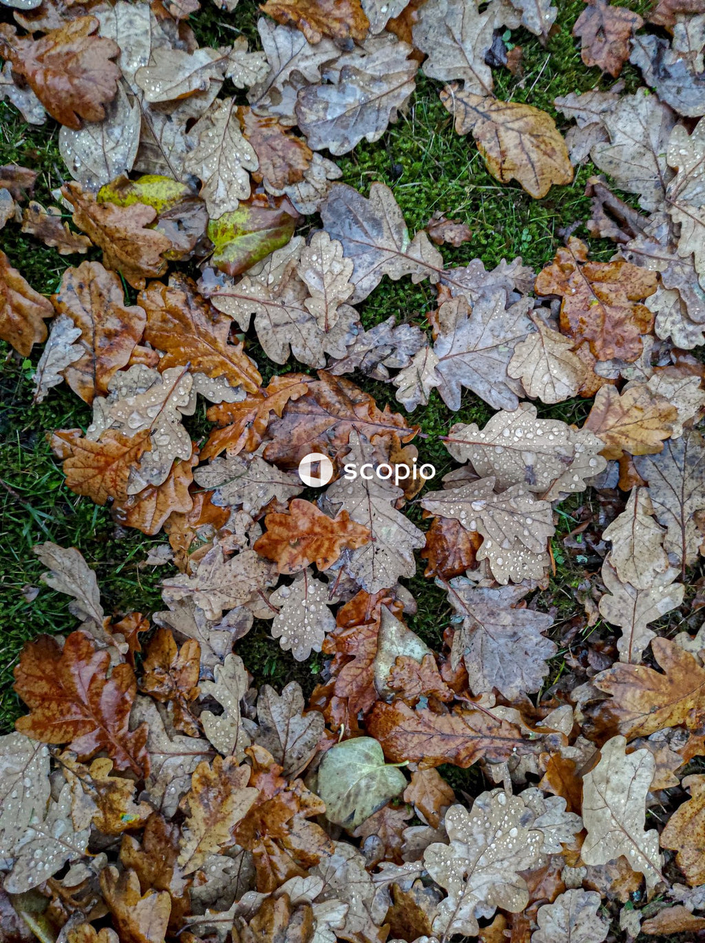Brown and green leaves on ground