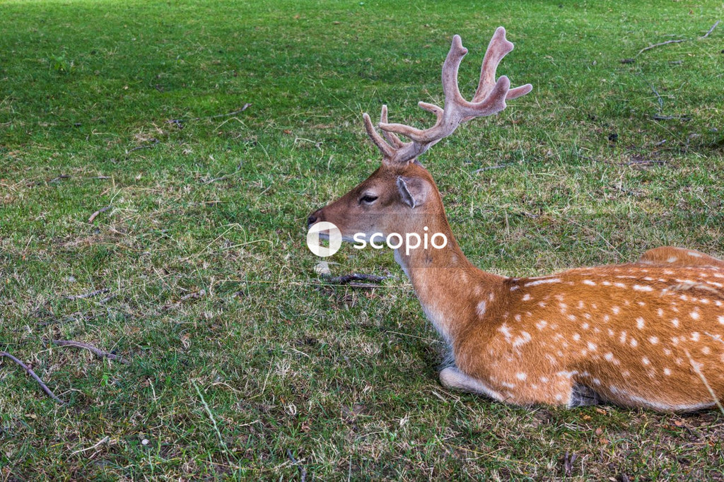 Brown and white deer lying on green grass