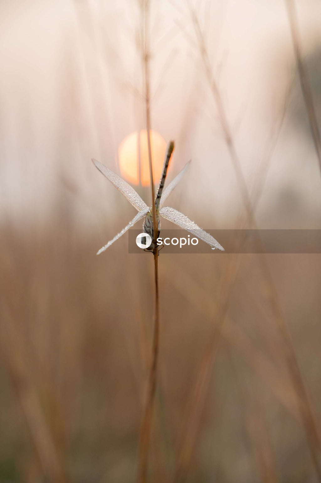 Brown and white dragonfly on brown stem in tilt shift lens