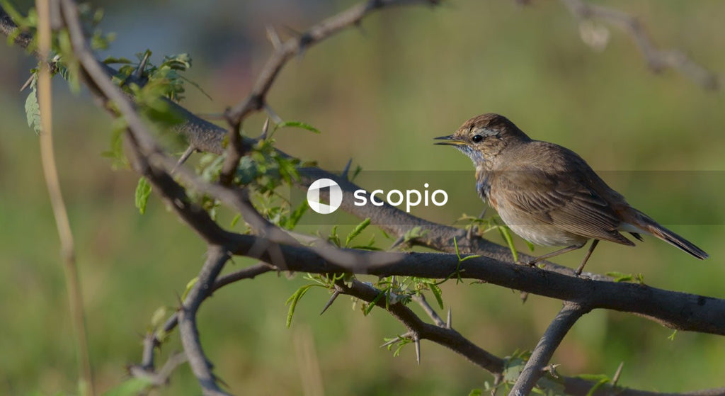Brown bird on tree branch