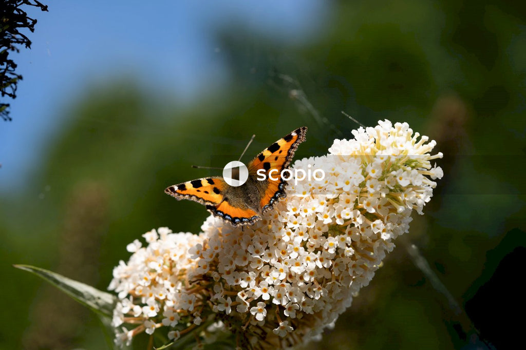 Brown black and white butterfly perched on white flower