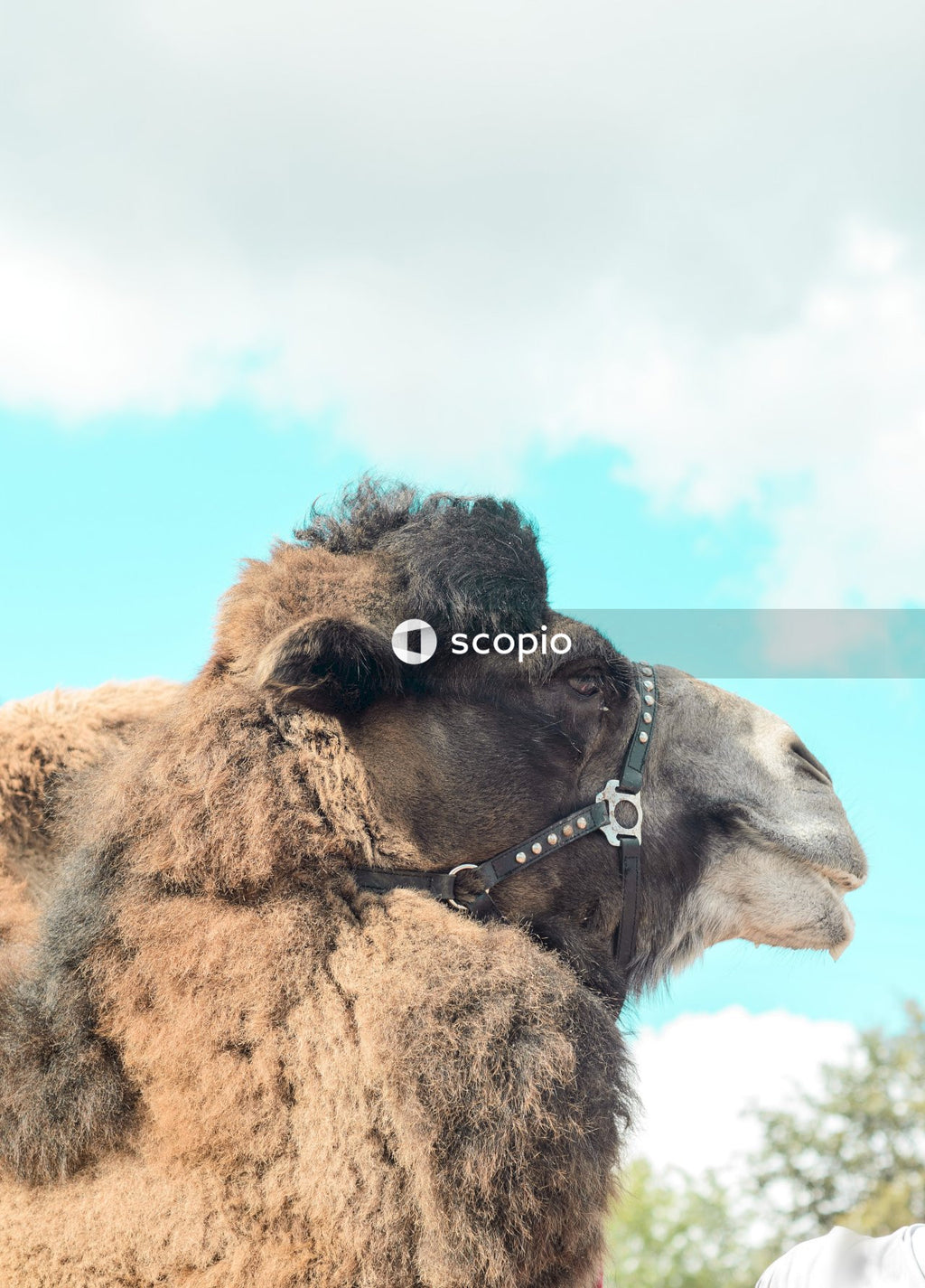 Brown camel under blue sky