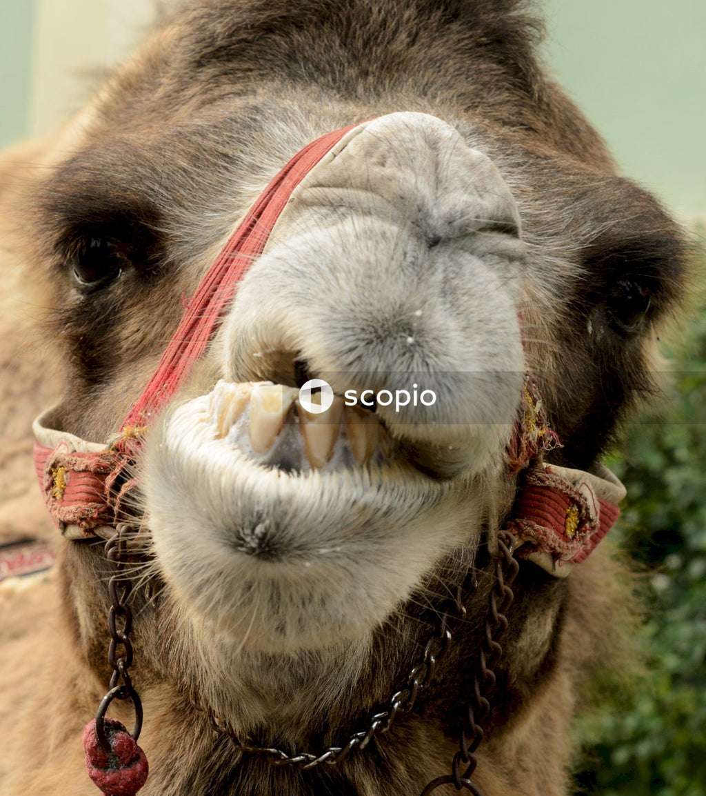 Brown camel with brown eyes