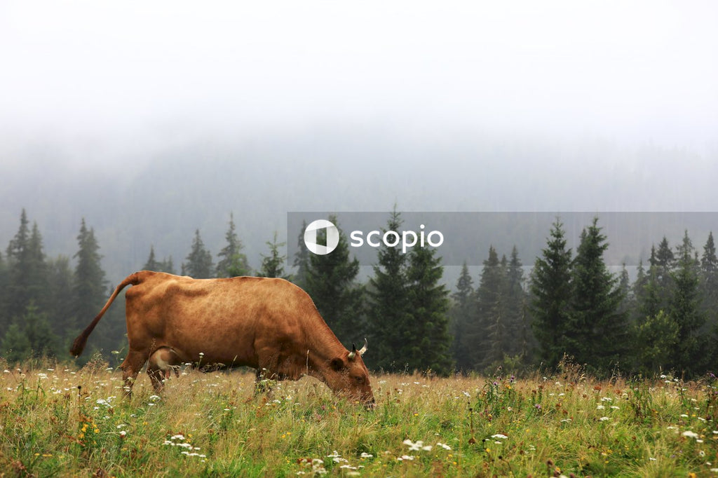 Brown cow on green grass field