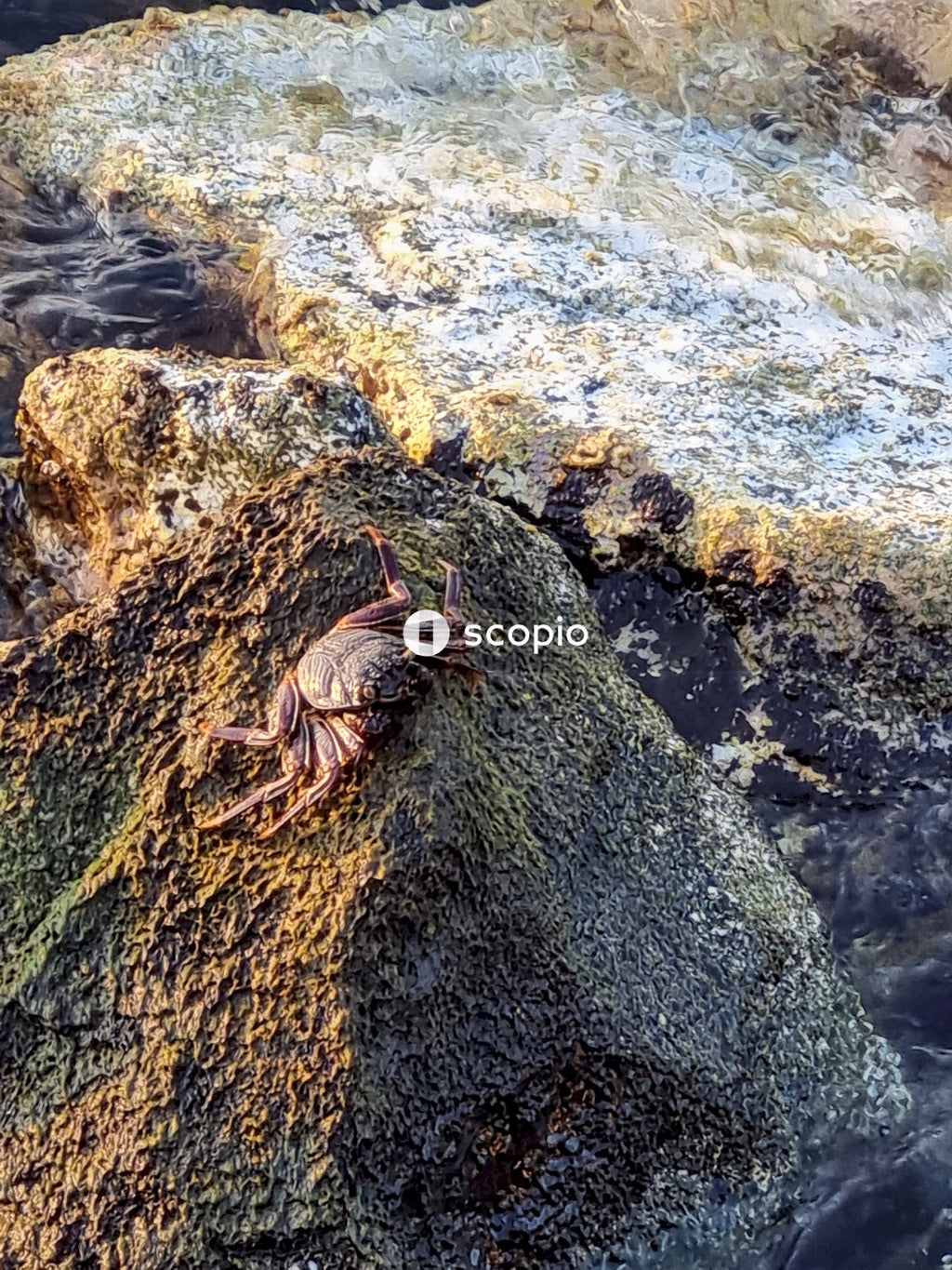 Brown crab on gray rock