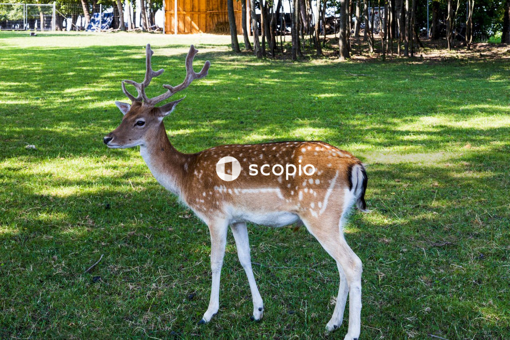 Brown deer on green grass field