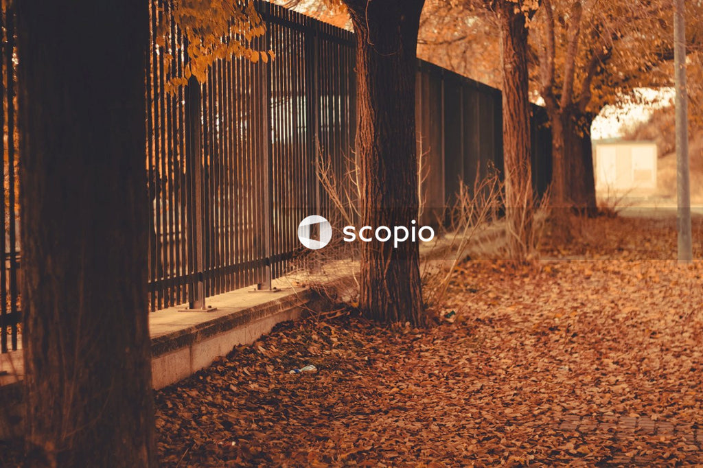 Brown dried leaves on ground