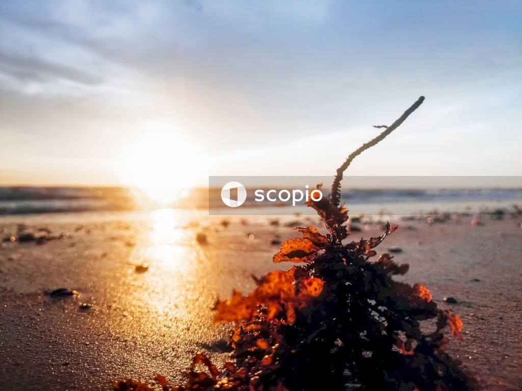 Brown dried leaves on the beach