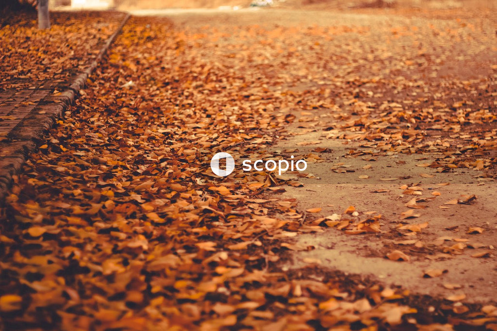 Brown dried leaves on the ground