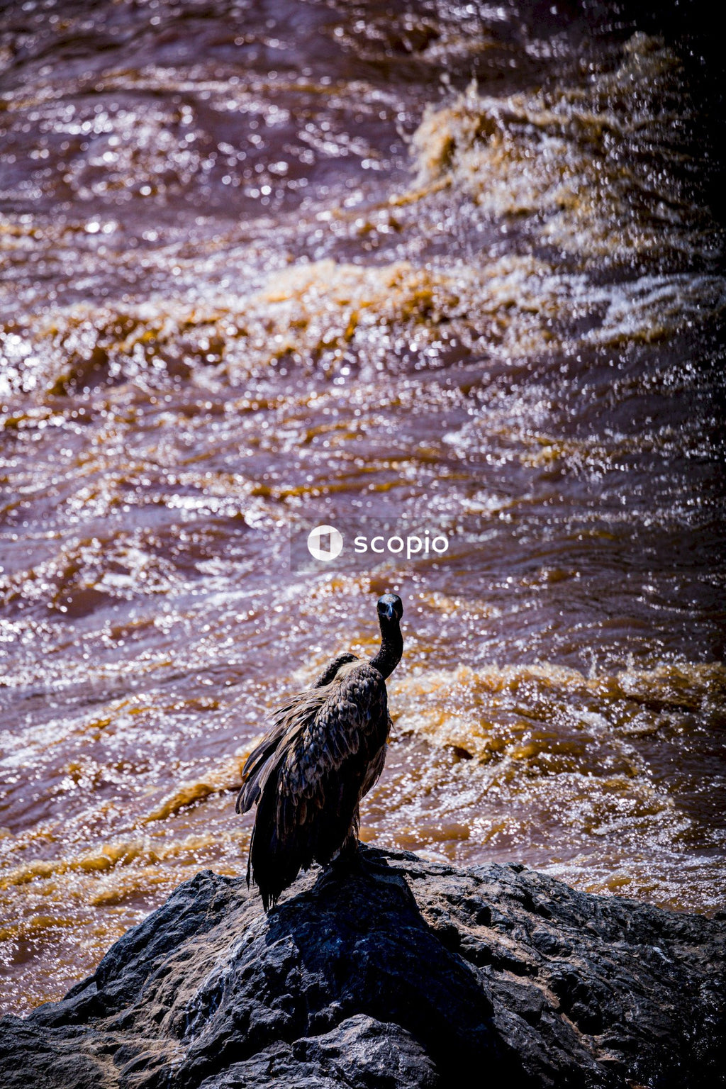 Brown duck on water