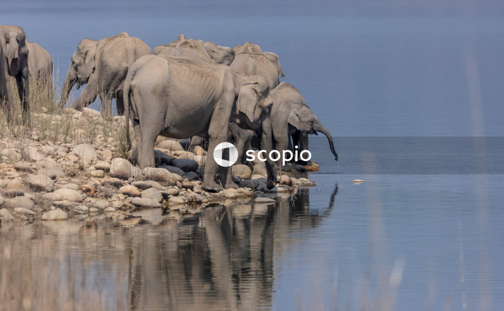 Brown elephant on body of water