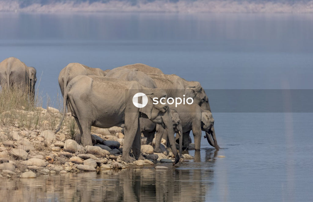 Brown elephant on body of water