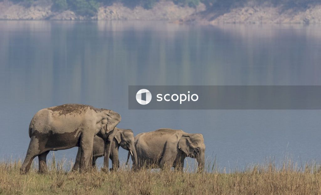 Asian elephant in the forest of Jim corbett