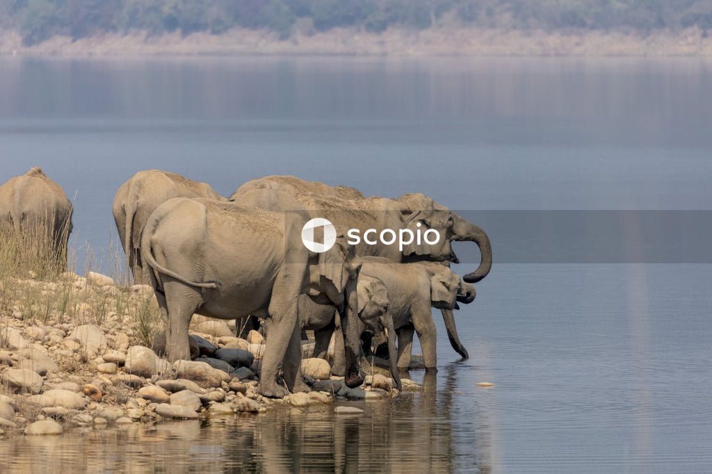 Brown elephant on body of water
