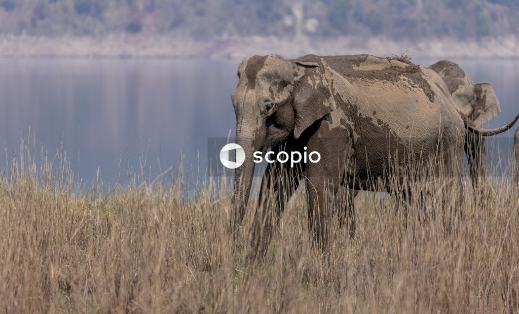 Brown elephant on brown grass