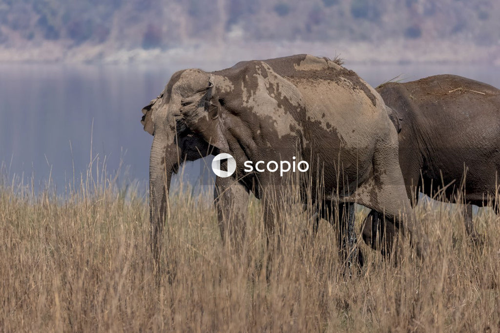 Brown elephant on brown grass