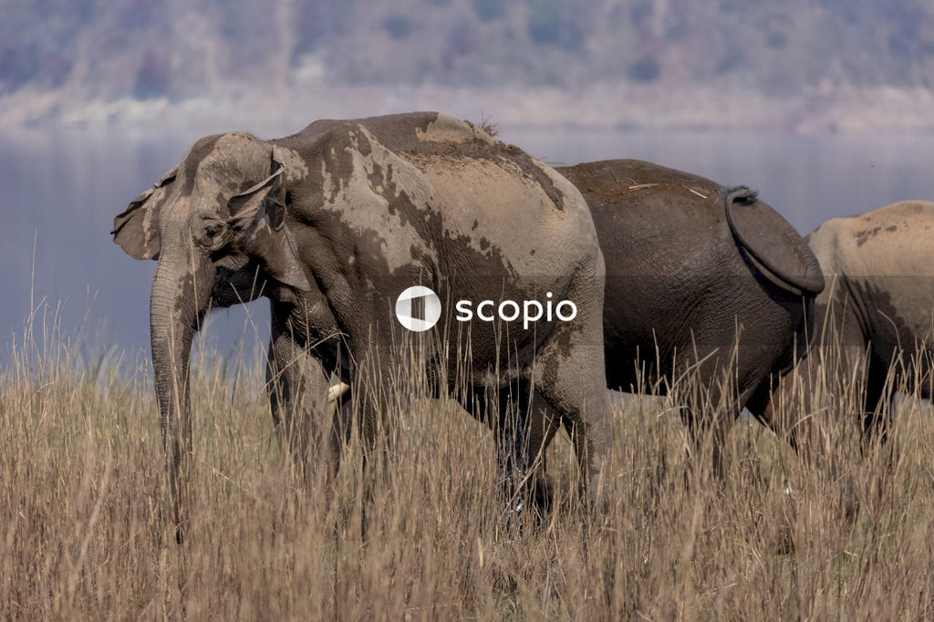 Brown elephant on brown grass field