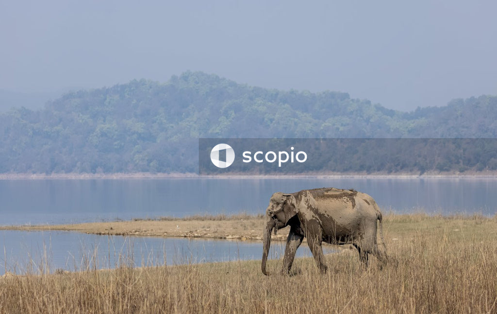 Brown elephant on brown grass field
