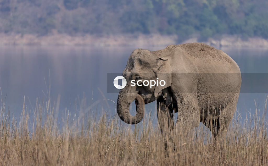 Brown elephant on brown grass field