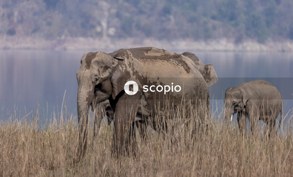 Brown elephant on brown grass field
