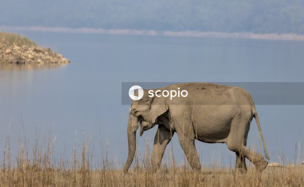 Asian elephant in the forest of Jim corbett