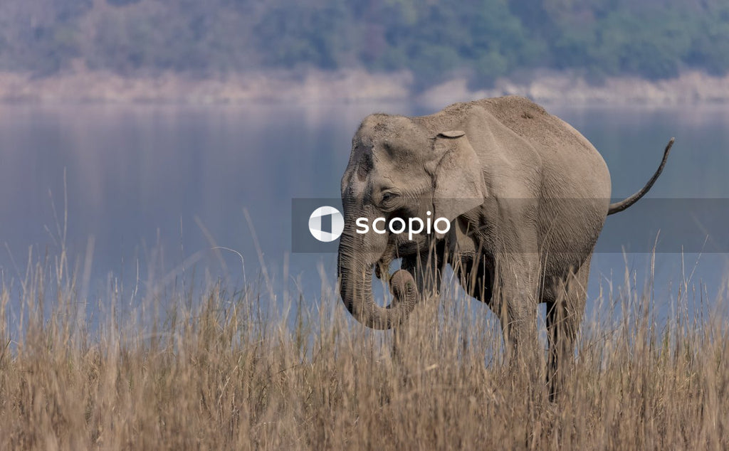 Asian elephant in the forest of Jim corbett