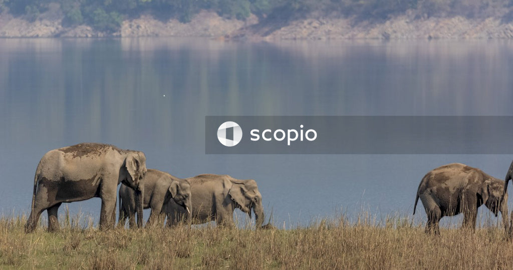 Brown elephant on brown grass field