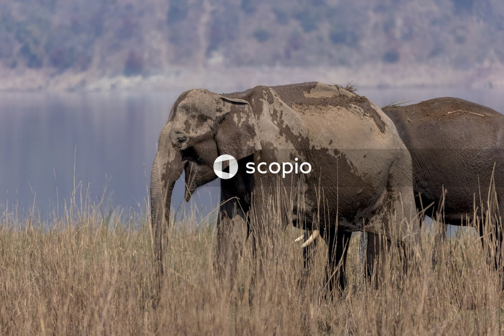 Asian elephant in the forest of Jim corbett