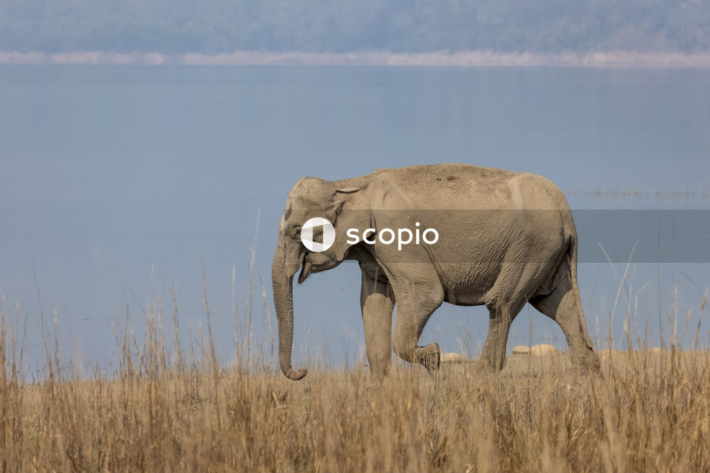 Asian elephant in the forest of Jim corbett
