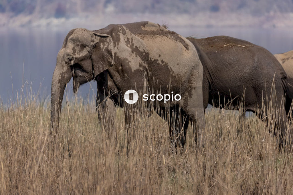 Asian elephant in the forest of Jim corbett
