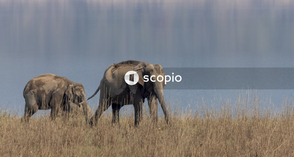 Asian elephant in the forest of Jim corbett