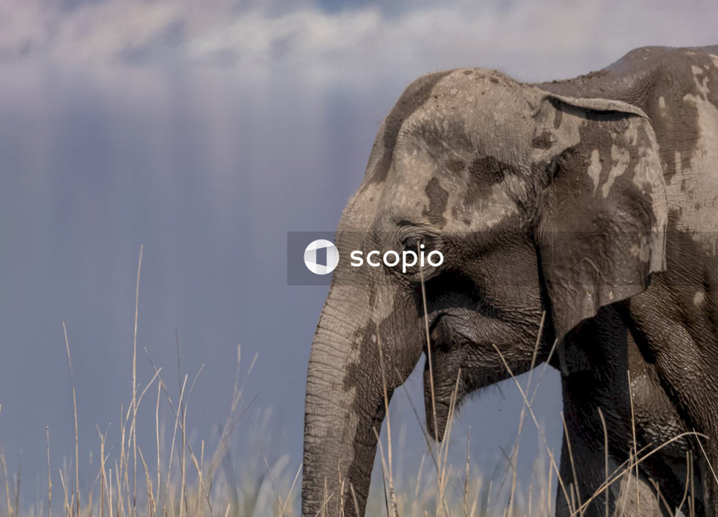 Brown elephant on green grass
