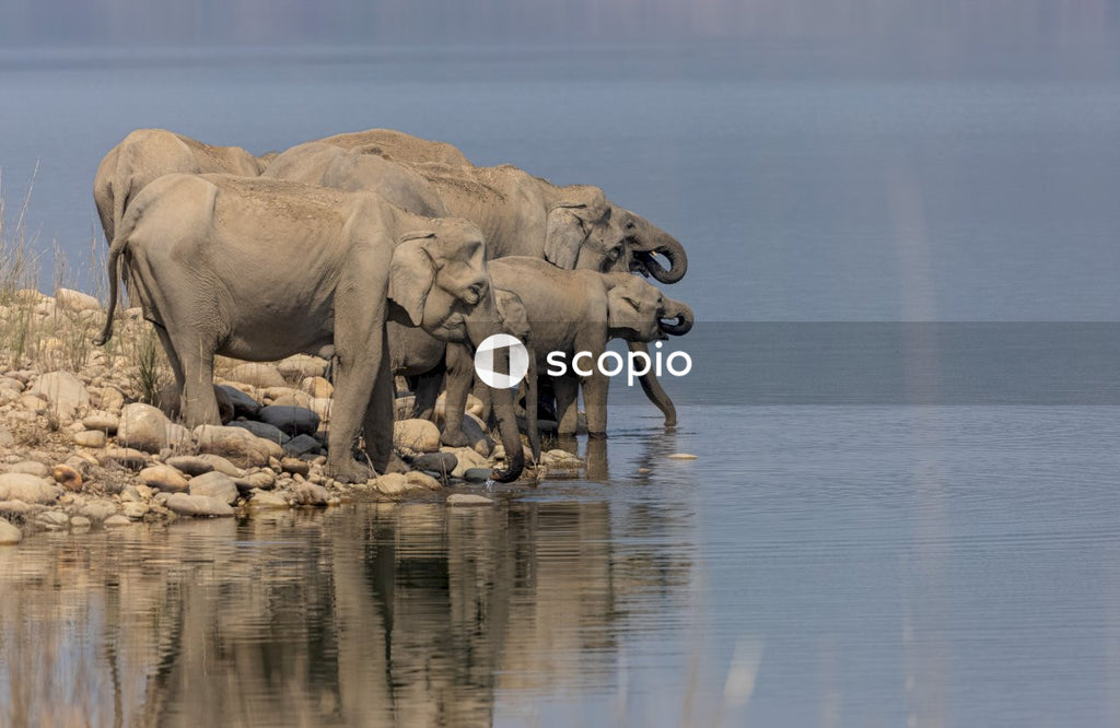 Asian elephant in the forest of Jim corbett