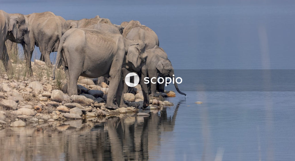 Brown elephant on water